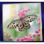 Carte postale a th�me - Nature - Papillon + enveloppe sous blister